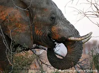 Madikwe game reserve. Safari. African elephant. Tier , ZAF , Elfenbein , Afrikaner , Elefant , Hupe , Afrika , Safari , Jagdhorn , Südafrika , Rüssel , afrikanisch