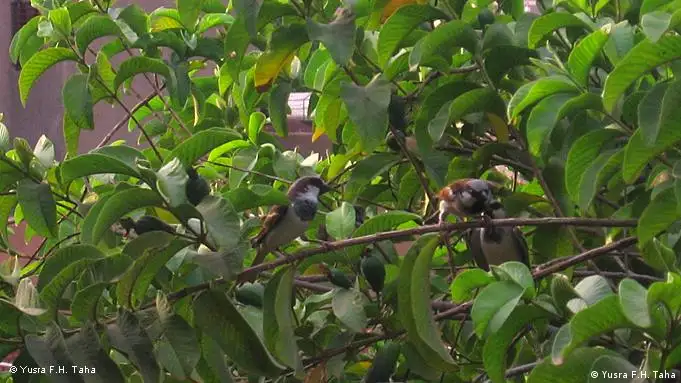 Sudan Blick aus meinem Fenster Khartoum