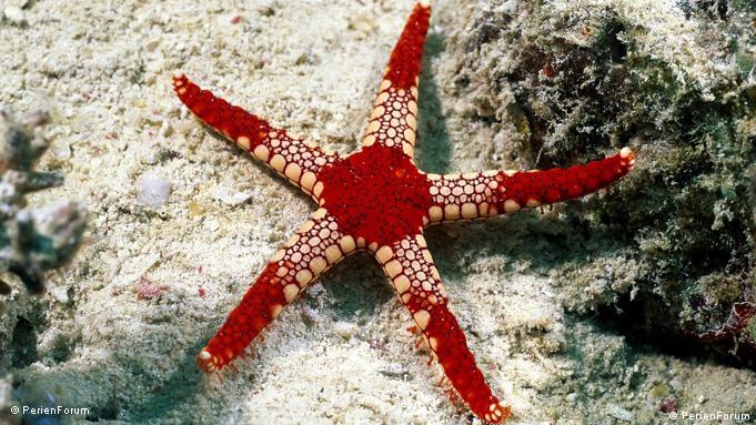 Secret life of a starfish – DW – 07/24/2017