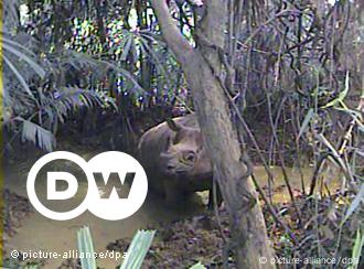 Rhinos in danger – DW – 10/25/2011