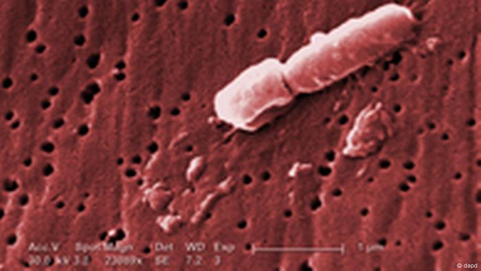Una bacteria Klebsiella pneumoniae. 