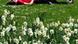 A young man taking a nap in a green field A young man taking a nap in a green field