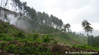 Gishwati rainforest