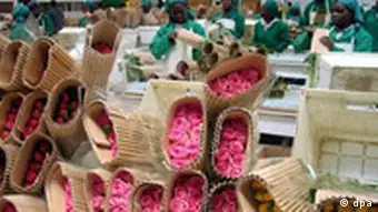 Schnittblumen aus Kenia - zu Hungerlöhnen geerntet