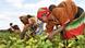 Farmers in Burundi Farmers in Burundi