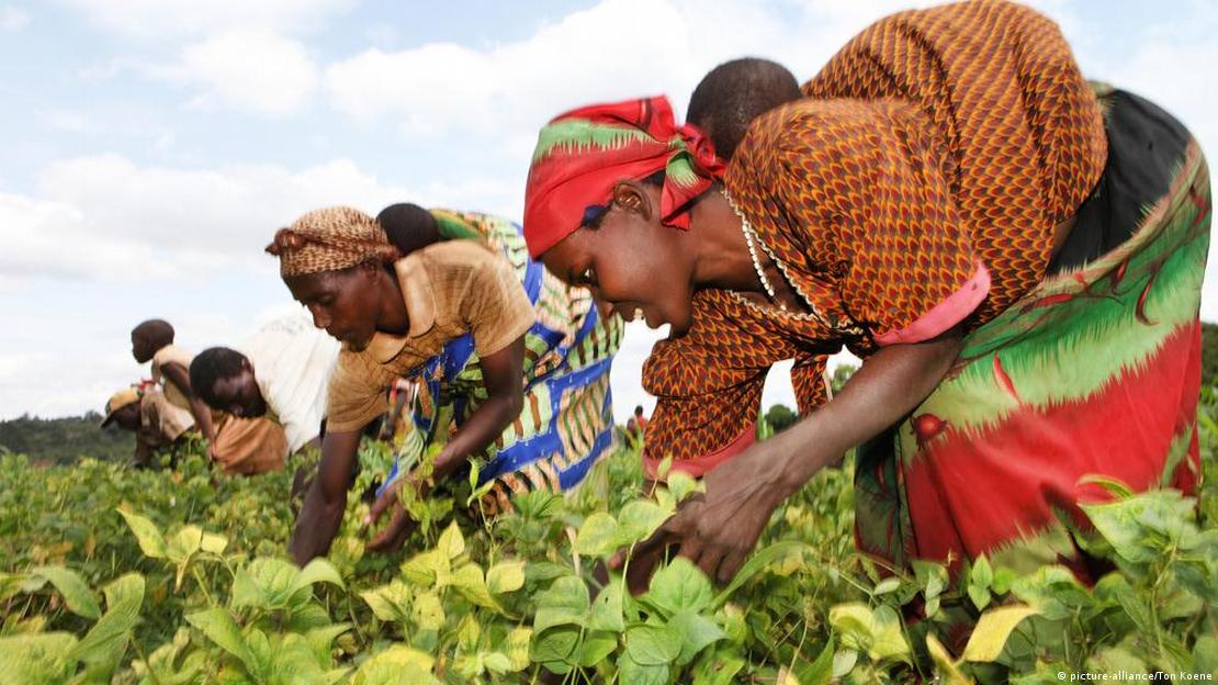 Pessoas africanas trabalhando em colheita.