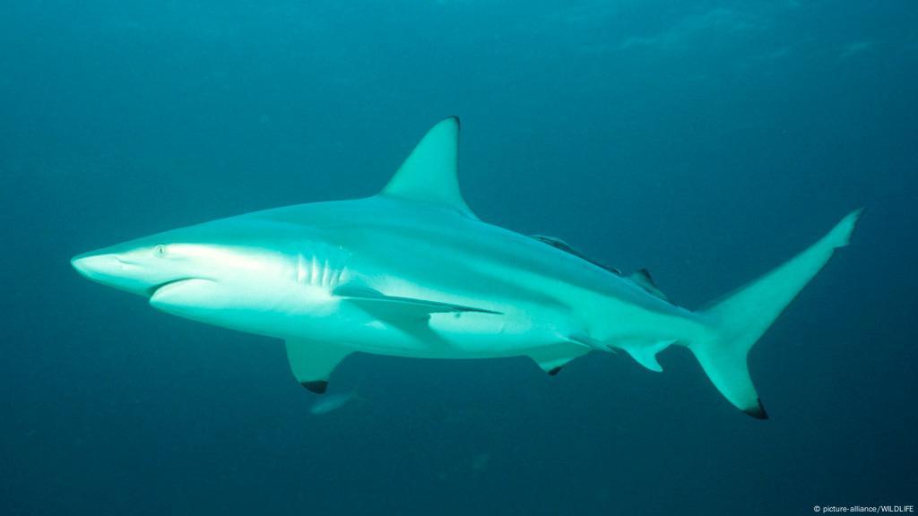 Viral Video Hiu Di Akuarium Restoran Malaysia Pancing Kemarahan Sosbud Laporan Seputar Seni Gaya Hidup Dan Sosial Dw 03 07 2018