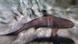 A blacktipped reef shark A blacktipped reef shark
