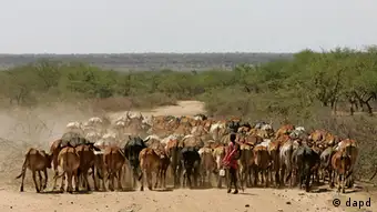 Kenia Rinderhüter und Rinder in Kajiado