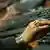 Indien Symbolbild Computer Frauenhand in New Delhi mit Tastatur