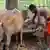 Indischer Bauer füttert Kühe im indischen Dorf Dunduwa (Foto: DW/Jeppesen)