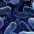 Bakterien (Foto: Fotalia)
