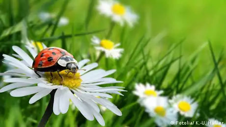 Ein Marienkäfer auf einer Blume (Foto: Fotolia/ K.-U. Häßler)