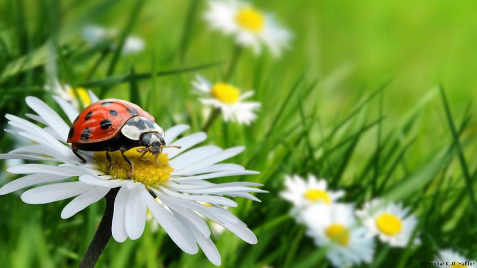 Punkt Sprachbar Dw 26 11 2008