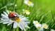 Ein Marienkäfer sitzt auf einer Margaritenblüte (Foto: Fotolia/K.-U. Häßler) Ein Marienkäfer sitzt auf einer Margaritenblüte (Foto: Fotolia/K.-U. Häßler)