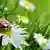 Ein Marienkäfer sitzt auf einer Margaritenblüte (Foto: Fotolia/K.-U. Häßler)