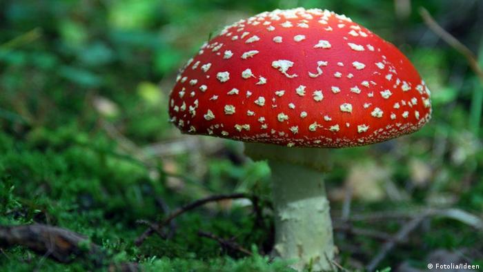 A red-and white fly agaric mushroom surrounded by moss in a forest.