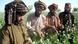 Landwirt bei der Mohnernte in Afghanistan Landwirt bei der Mohnernte in Afghanistan