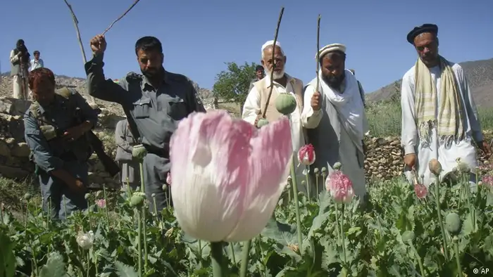 Landwirt bei der Mohnernte in Afghanistan