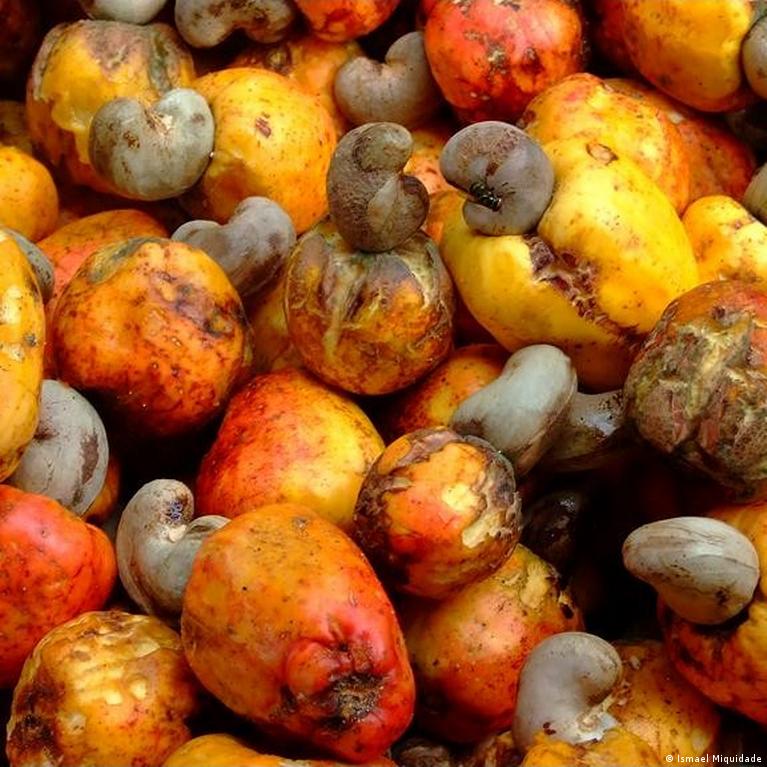 Produtores de caju em Moçambique querem estimular produção