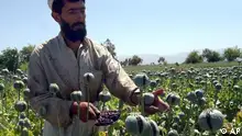 阿富汗罂粟产量激增