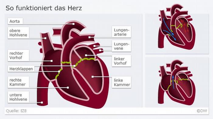 Infografik Herz 1 So schlägt das Herz