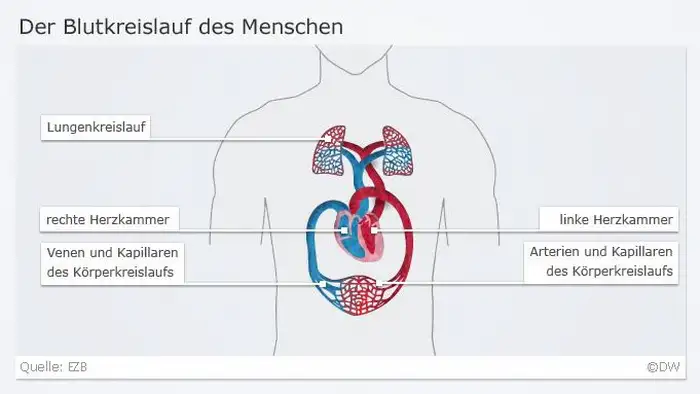 Infografik Herz 2 Blutkreislauf