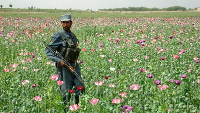 Afghan Poppy Fields Spread But Output Shrinks Business Economy And Finance News From A German Perspective Dw 20 11 2012