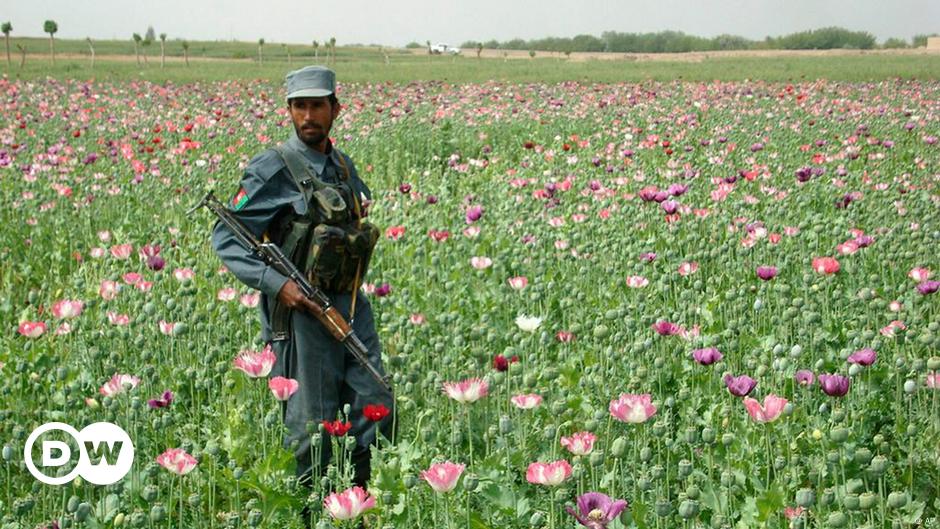 Afghan Poppy Fields Spread But Output Shrinks Business Economy And Finance News From A German Perspective Dw 11 12