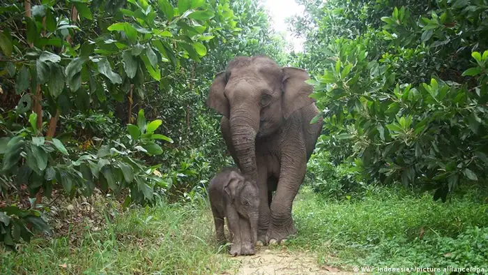 Sumatraelefanten
