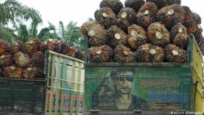 WWF Immer mehr Firmen stellen auf nachhaltiges Palmöl um