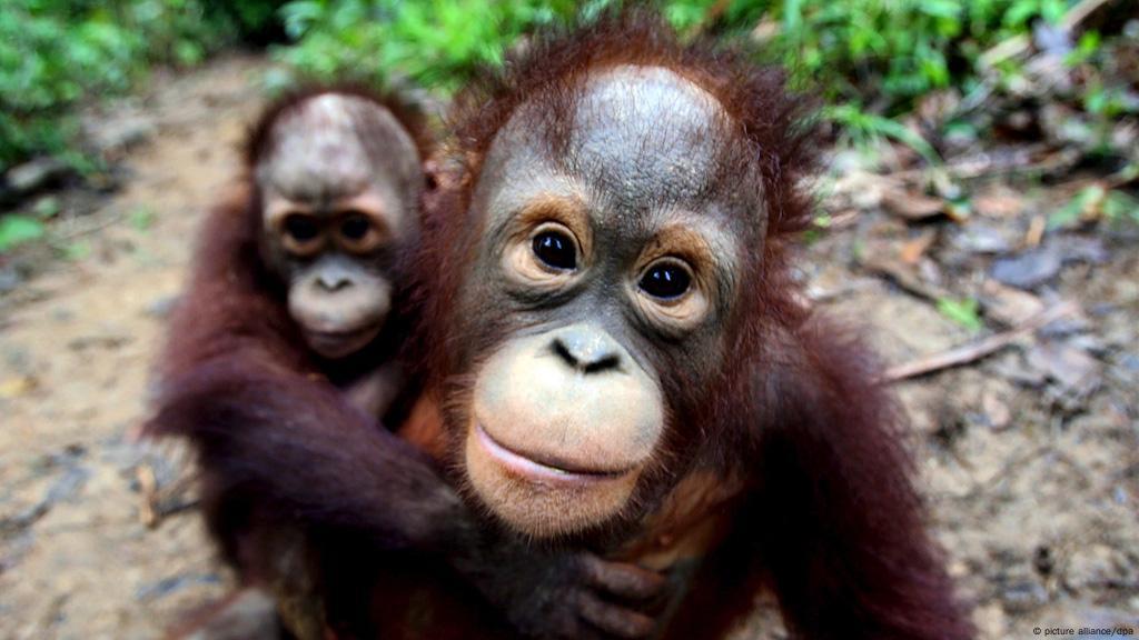 Orang Utans Heimlich Zu Fuss Unterwegs Wissen Umwelt Dw 21 03 2014