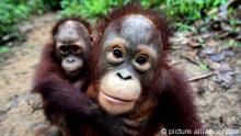 A mother orangutans (pongo pygmaeus) and her male son play at an orangutan school inside the Borneo Orangutan Survival Foundation area near Balikpapan, East Kalimantan on 16 August 2007. Some 23,000 orangutans were found in Kalimantan, and the remaining 12,000 in Sumatra. However, the 1997 forest fires drastically reduced the population of orangutans to around 27,000, consisting of 15,000 in Kalimantan and 12,000 in Sumatra. Conservationists and animal rights activists have urged the Indonesian government to stop deforestation in order to protect the rapidly decreasing orangutan population on the island of Kalimantan. EPA/WEDA +++(c) dpa - Bildfunk+++