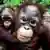 Azyl orangutanów w Indonezji
