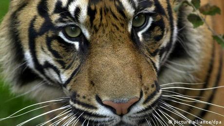 Umweltstiftung WWF Bedrohungen für Tiger nehmen zu