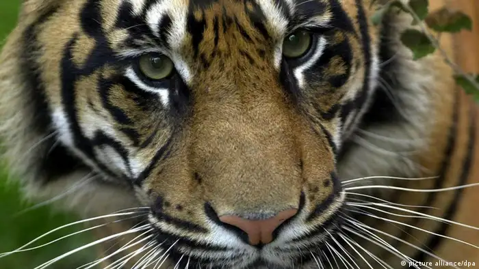 Umweltstiftung WWF Bedrohungen für Tiger nehmen zu