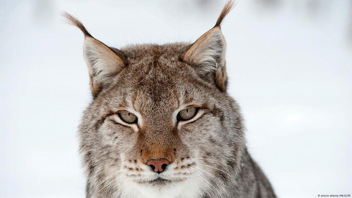 A glimpse of the lynx – European Wilderness Society