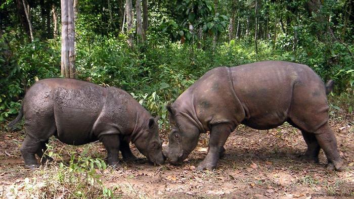 Indonesia Buka Suaka Badak Di Ujung Kulon Iptek Laporan Seputar Sains Dan Teknologi Dan Lingkungan Dw 27 12 2013 Indonesia Buka Suaka Badak Di Ujung Kulon Iptek Laporan Seputar Sains Dan Teknologi Dan Lingkungan Dw 27 12 2013