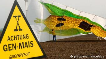 Auf einer Anbaufläche für genmanipulierten Mais im Oderbruch nahe dem brandenburgischen Seelow protestieren am 03.05.2005 Greenpeace-Aktivisten mit einem riesigen Drachen auf dem ein Gen-Mais-Monster abgebildet ist. Etwa 50 Greenpeace-Aktivisten protestierten am gleichen Tag an einer der größten Anbauflächen für genmanipulierten Mais in Brandenburg gegen die Aussaat von Gen-Pflanzen. Auf diesem Feld wurde bereits der Gen-Mais MON810 des US-Saatgutkonzerns Monsanto ausgesät. Greenpeace fordert einen Anbaustopp für Gen-Mais. Der Anbau von MON810 ist in Polen, Ungarn und Österreich bereits verboten. Foto: Patrick Pleul +++(c) dpa - Report+++