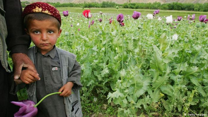 Afganistanske curice pred poljem opijuma
