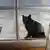 Schwarze Katze sitzt am Fenster, Freitag, der 13.