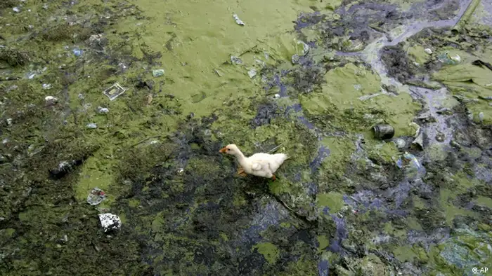 ** FILE ** A duck swims in water affected by blue-green algae in Lake Tai,in Wuxi, China's Jiangsu province in this , June 2 2007 file photo. Wu Lihong had warned for years that pollution was strangling his beloved Lake Tai. Yet when a disastrous algae bloom fed in part by pollution forced a lakeside city to shut off its drinking water, the salesman-turned-environmental campaigner had little chance of savoring his vindication. Detained in April, Wu is due to stand trial on extortion charges that friends and family say were concocted to punish him for exposing local government inaction. (AP Photo/Color China Photo, File) ** CHINA OUT **