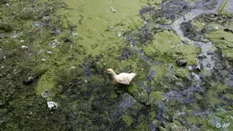 China Umweltverschmutzung See Tai mit Ente