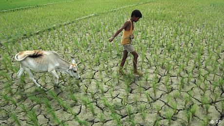 Indien Dürre Trockenheit Junge Kuh Bauer