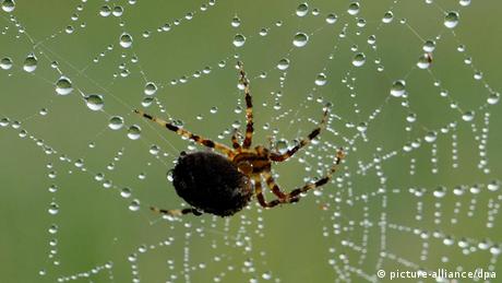 Tautropfen auf einem Spinnennetz, in der Mitte sitzt die Spinne (picture-alliance/dpa)