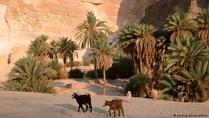 Hausziegen in Oase, Sinai-Wueste, Aegypten / Ziege, Ziegen