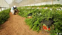 Panamá promociona sus productos agrícolas en Berlín