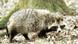 Raccoon Raccoon