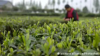 (110417) -- YA'AN, April 17, 2011 () -- A villager picks tea leaves at a tea plantation in Mingshan County, southwest China's Sichuan Province, April 16, 2011. As the best time to pick tea leaves comes, Mingshan County, a place renowned for its tea production, was in harvest time. (/Wen Tao)(zxh)