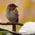 A sparrow on a twig. Quelle:ISNA Lizenz: Frei